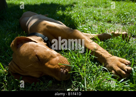 Stock photo of a sleeping Hungarian Vizsla puppy in the grass Stock Photo