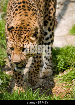 leopard on the prowl in Sikkim India Stock Photo