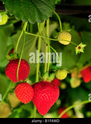 strawberry's ready to eat Stock Photo