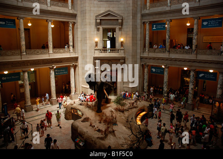 Lobby of American Natural History Museum Washington DC Stock Photo