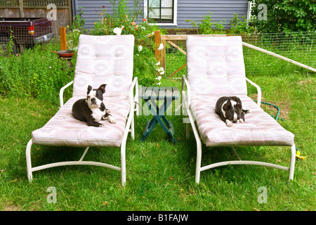 Dogs sitting on lounge chairs Stock Photo