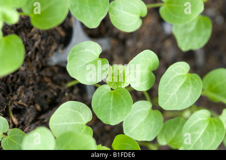 hollyhock seedlings