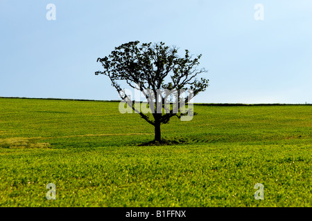 A lone tree stands amongst a green field in Northern Illinois. Stock Photo