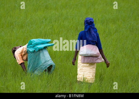 Indian women in a paddy field Andhra Pradesh South India Stock Photo ...