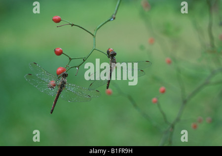 Animals, Insects, Dragonflies, Red Dragonfly, (Neurothemis ramburii ...