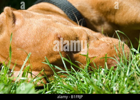 Stock photo of a sleeping Hungarian Vizsla puppy in the grass Stock Photo