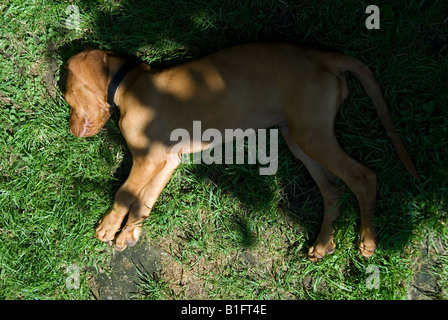 Stock photo of a sleeping Hungarian Vizsla puppy in the grass Stock Photo