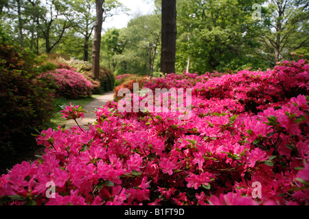 Isabella Plantation in Richmond Park, Richmond, London Stock Photo