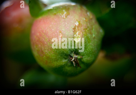 Rainwater on British apple on tree Stock Photo