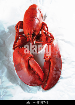 Whole cooked lobster on crinkled paper Stock Photo