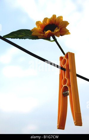 Closeup of clothes peg hanging with sunflower Stock Photo