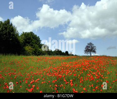 DE - SAARLAND: Poppy Field near Saarlouis Stock Photo