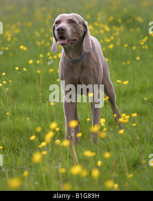 Weimaraner dog walking in a field of buttercups Stock Photo