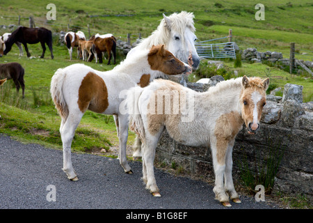 Dartmoor Ponies and foals Dartmoor National Park Devon England Stock Photo