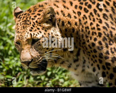 close up of leopard in Sikkim India Stock Photo