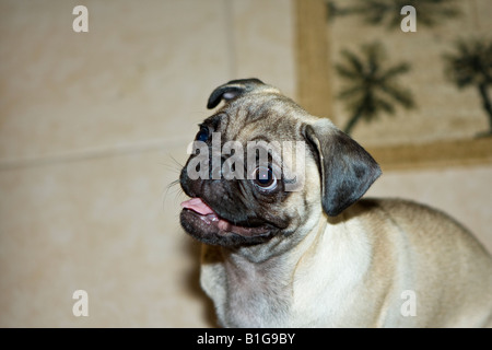Pug Dog Portraits Stock Photo