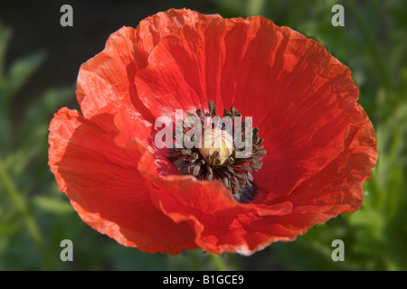 Red poppy flower Stock Photo