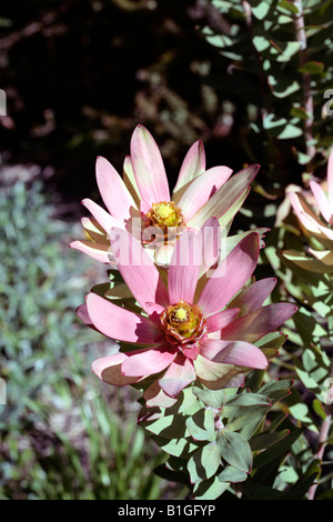 Spicy Conebush male flower - Leucadendron tinctum-Family Proteaceae Stock Photo