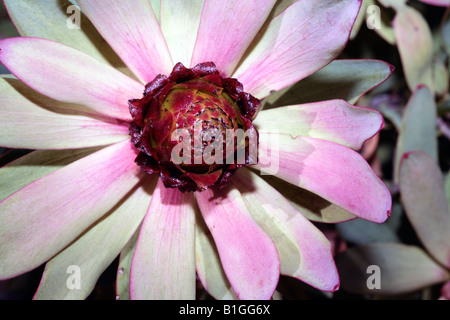 Spicy Conebush male flower - Leucadendron tinctum-Family Proteaceae Stock Photo