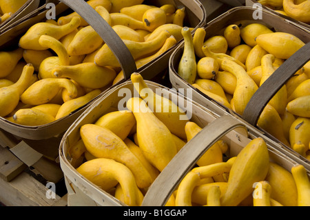 Yellow squash in wooden baskets for sale at a Farmer's Market symbolizing to buy local Stock Photo