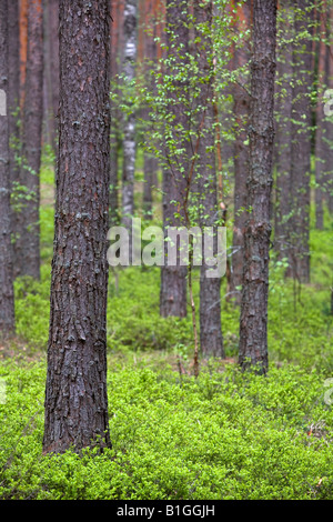 Spring pine forest with dense bushes of blueberries vertical frame Stock Photo