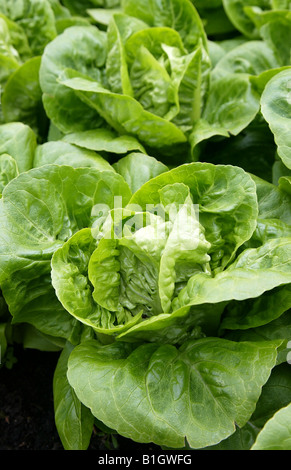 Little Gem lettuces growing in a suburban garden Stock Photo