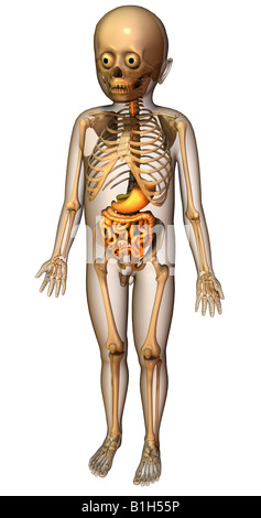 anatomy digestive system skeleton Stock Photo