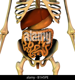 Human Skeleton System Pelvic Girdle Bone Joints Anatomy Stock Photo - Alamy