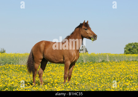 Paso Fino horse standing in a flower meadow Stock Photo