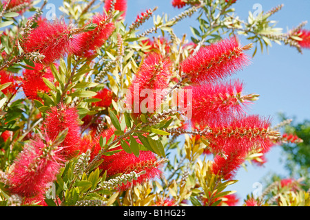 Red bottlebrush Callistemon citrinus Stock Photo