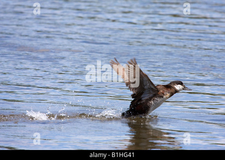 Ruddy Duck female taking off from water Stock Photo
