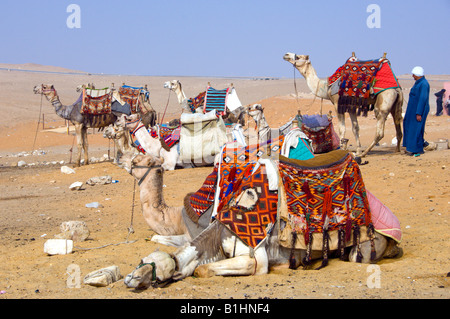 Camels await tourists near the pyramids of Giza Cairo Egypt Stock Photo