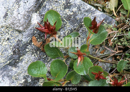 Least Willow, Dwarf Willow (Salix herbacea) Stock Photo