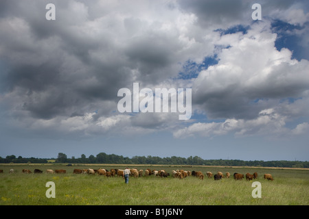 Farmer bringing in beef cattle from grazing marshes in the Yare Valley Norfolk Stock Photo