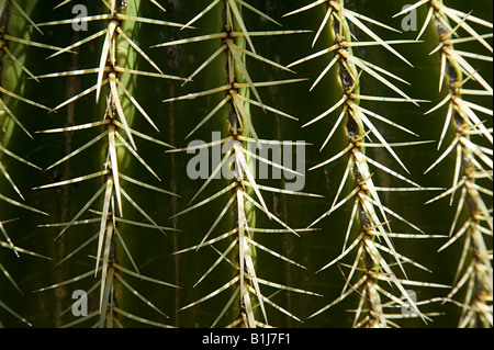 cactus needles close alamy