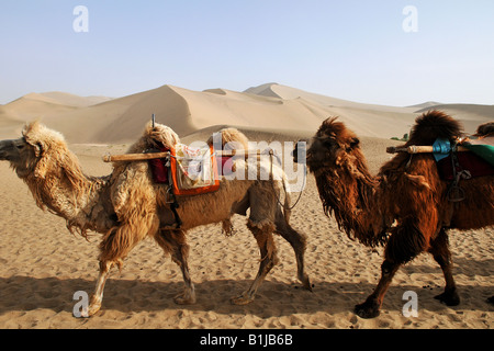 Bactrian camels on the move in the Gobi desert Stock Photo