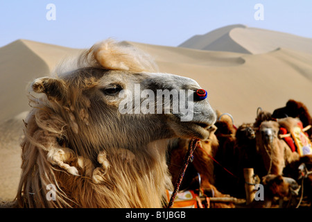 Beautiful camesl in the sand dunes of the Gobi desert Stock Photo