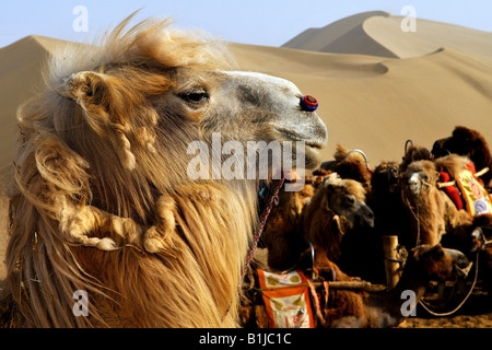 Bactrian camels await the travelers and tourist in DunHuang Gansu China Stock Photo