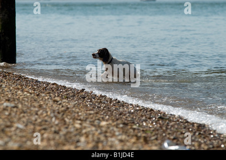 brown and white Spaniel gun dog in the water sea very wet looking inshore to the beach Stock Photo