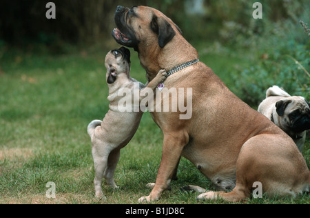 Bullmastiff (Canis lupus f. familiaris), with pug Stock Photo