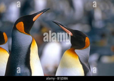 Closeup of King Penguins in colony South Georgia Island Antarctic Summer Stock Photo