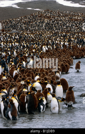 Group of Oakum Boys on edge of huge King Penguin colony in stream South Georgia Island Antarctic Summer Stock Photo