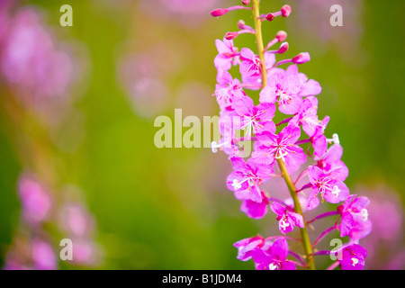 close up of Fireweed blooming near Anchor Point in Southcentral Alaska Stock Photo