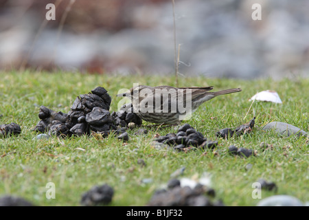 ROCK PIPIT Anthus petrosis LOOKING FOR FLIES IN HORSE MANURE Stock Photo