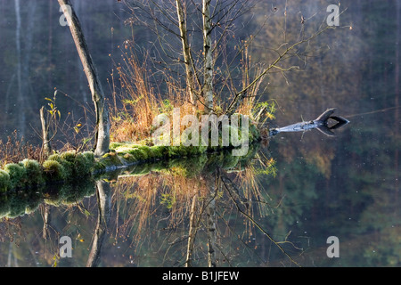 birch growing on deadwood in water, Poland, Masuria Stock Photo