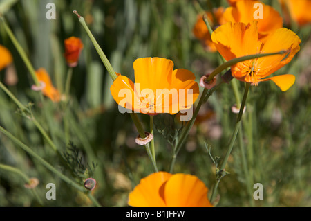 ESCHSCHOLZIA CALIFORNICA CALIFORNIA POPPY THAI SILK COMPACT SINGLE FLUTED BRONZE TINGED FLOWERS IN A SUNNY SURREY BORDER IN JUNE Stock Photo