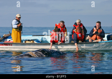 gray whale (Eschrichtius robustus, Eschrichtius gibbosus), whale watching, Mexico, Baja California, San Ignacio Lagoon Stock Photo