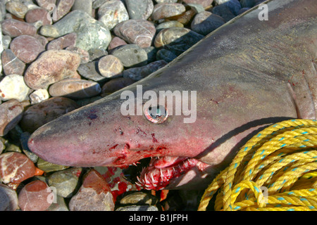 smalltooth sand tiger, fierce shark, bumpytail ragged-tooth shark, shovelnose shark (Carcharias ferox, Odontaspis ferox), captu Stock Photo