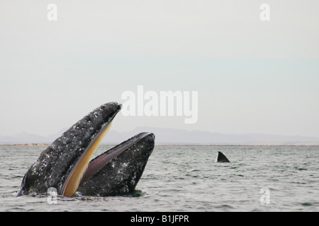 gray whale (Eschrichtius robustus, Eschrichtius gibbosus), spyhopping, Mexico, Baja California, San Ignacio Lagoon Stock Photo