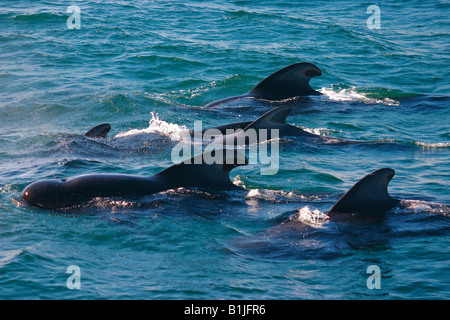 short-finned pilot whale, pothead whale, shortfin pilot whale, Pacific pilot whale, blackfish (Globicephala macrorhynchus), gro Stock Photo